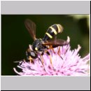 Conops flavipes - Dickkopffliege m07.jpg